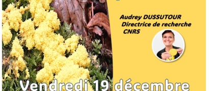 Le blob : l’étrange créature qui défie la science au cœur d’une conférence grand public