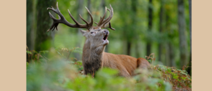 Le brame du cerf : un rendez-vous sauvage au cœur de la Barousse