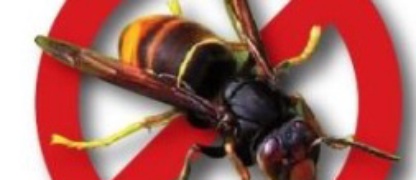 Le frelon asiatique en recrudescence : Des communes du secteur s'organisent