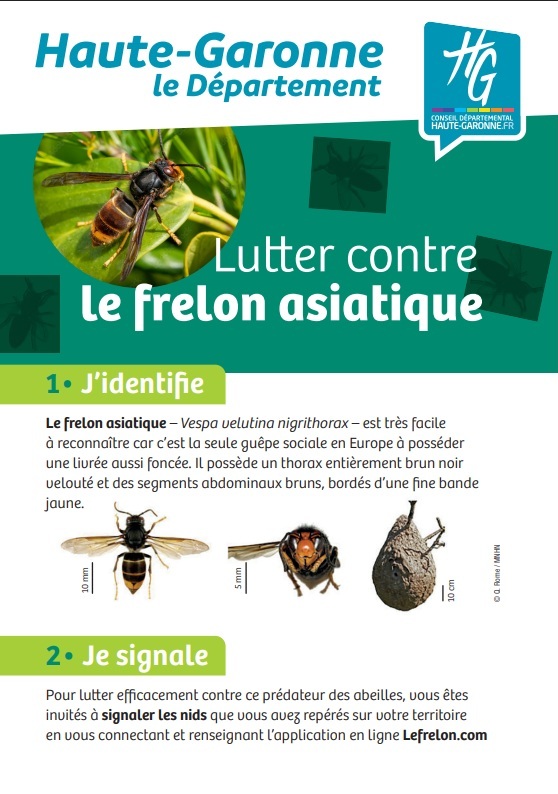 frelon1.jpg